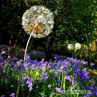 园林仿真蒲公英不锈钢